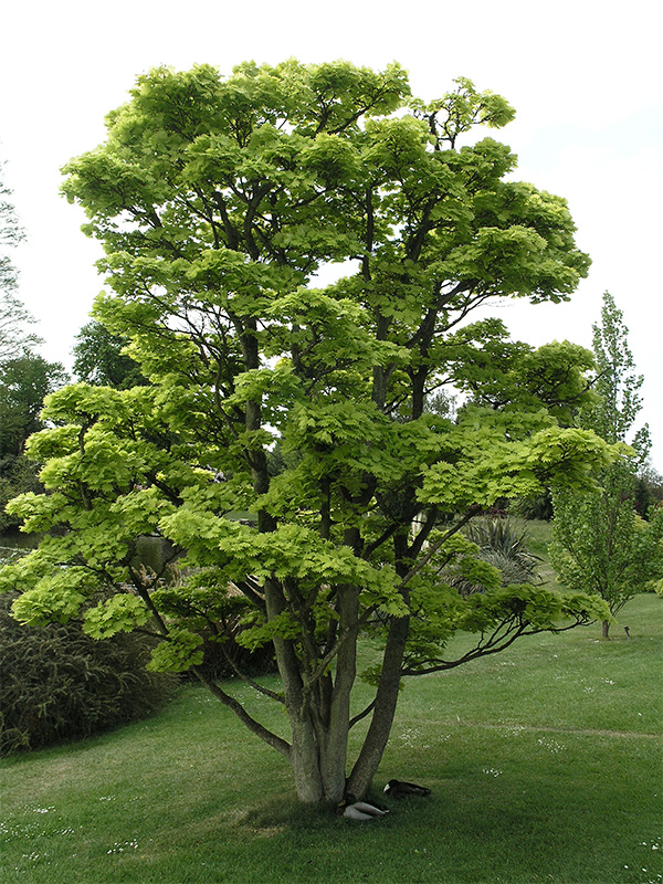 Acer-shirasawanum-aureum frm-1.jpg